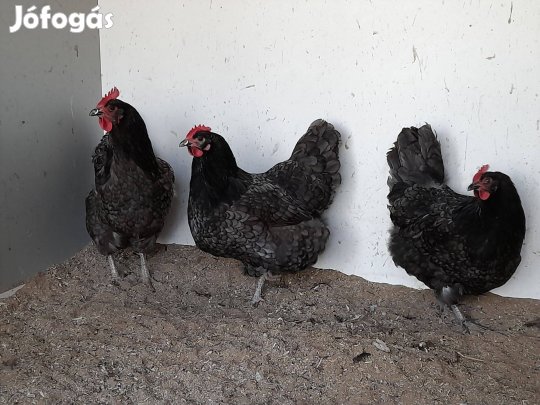 Australorp tojás keltetni