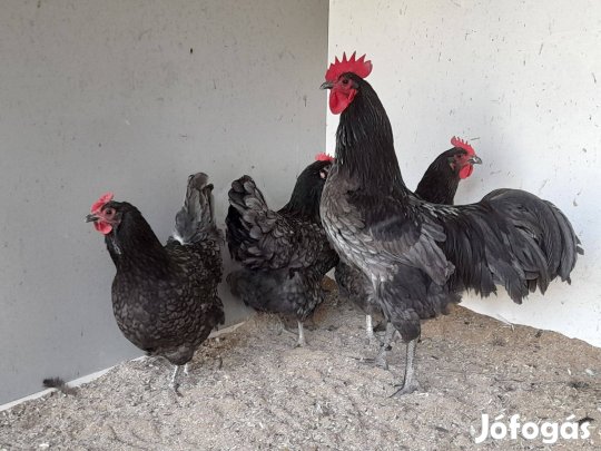 Australorp tojás keltetni