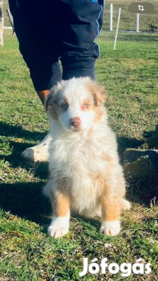 Ausztrál Juhász minőségi kiskutyák