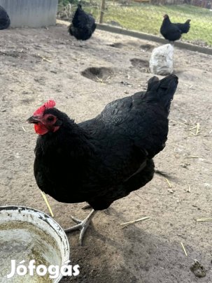 Ausztralor tenyész tojás