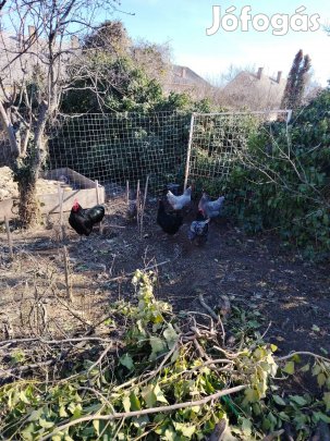 Autstalorp tenyészcsalád 5 tyúk 1 kakas