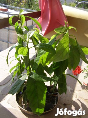 Avokádó szobanövény 2darab van belőle