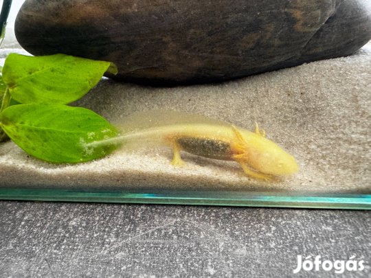 Axolotl eladó