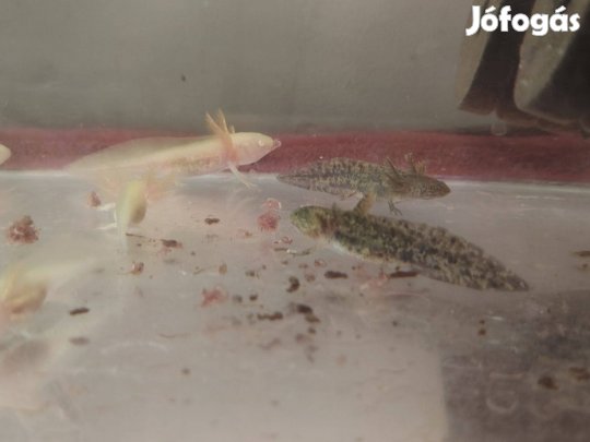 Axolotl eladó