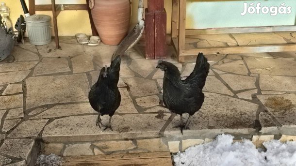 Ayam Cemani tojás keltetésre Zsámbékról
