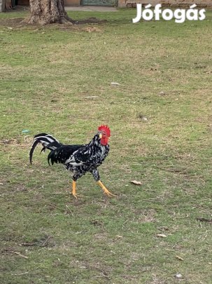 Ayam Cemani tyúk és kakas, Babos itáliai kakasok eladók