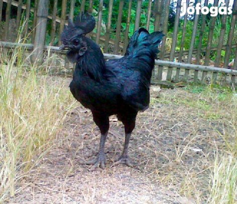 Ayam Cenami kakasok eladók