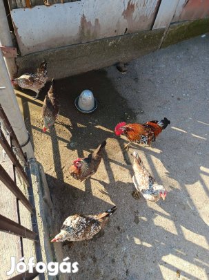 Ayam Ketawa keltetni való tojás eladó