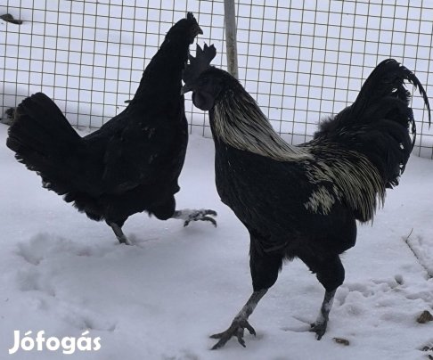 Ayam cemani kakas (színhibás) eladó