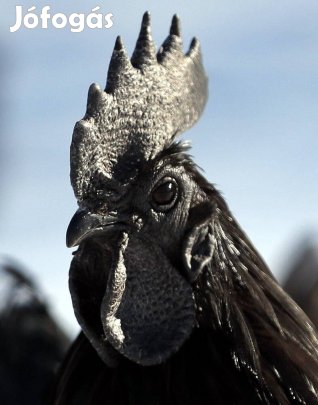 Ayam cemani tojás kapható előjegyezhető
