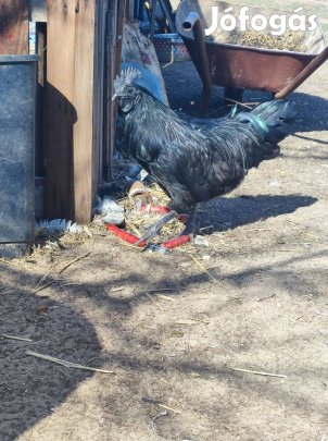 Ayam cenami kakas elado !