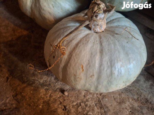 Az igazi Nagydobosi Sütőtök! Édes, mint a méz!