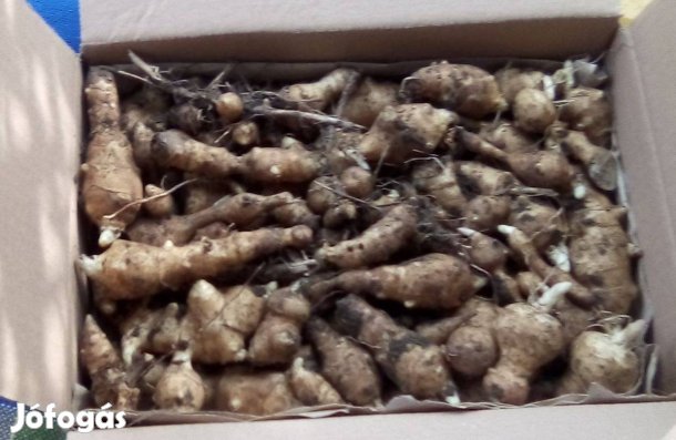 BIO ! Csicsóka tövek Korlátozott mennyiség 500 ft/kg