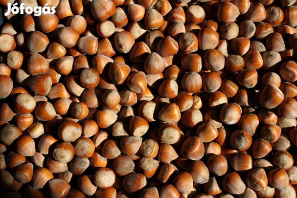 BIO mogyoró (héjas) termelőtől eladó!