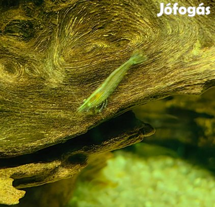 Babaulti green garnéla