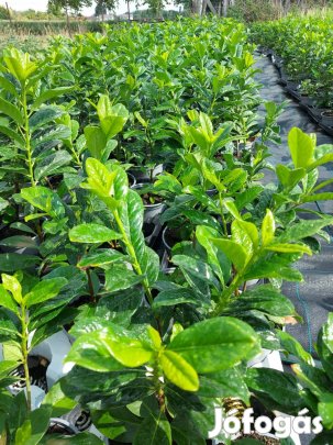 Babérmeggy 50-60cm erős gyökérzettel 