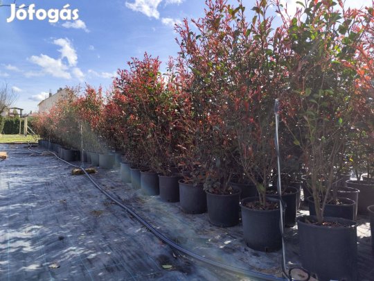 Babérmeggy Korallberkenye Tiszafa Leylandi Ciprus Smaragd tuja eladó