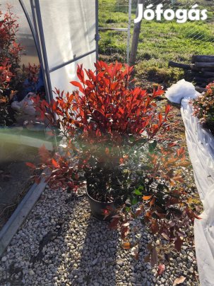 Babérmeggy Leylandi Ciprus Tiszafa Korallberkenye