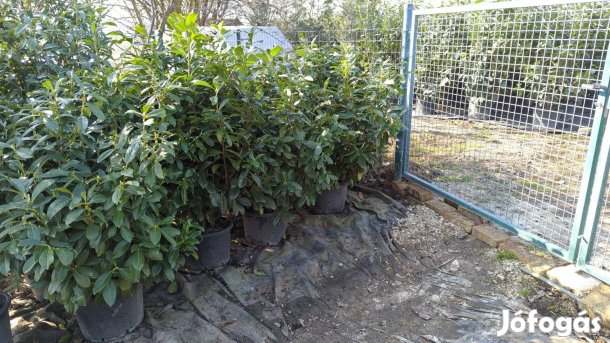 Babérmeggy Novita 120 cm bokros nagy cserepes örökzöld sövény bokor