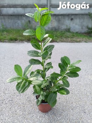 Babérmeggy Novita eladó 40-60 cm 2000 Ft !Akció !