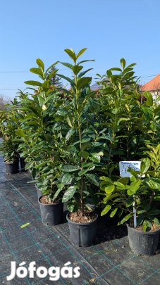 Babérmeggy Novita örökzöld sövény bokor 