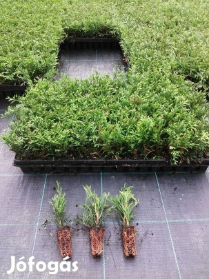 Babérmeggy,Thuja ,Smaragd Brabant Danica Plicata 150 ft