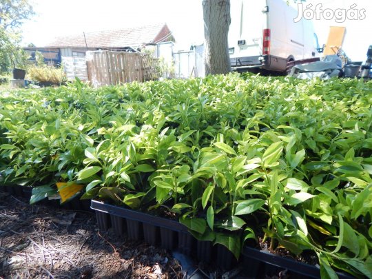 Babérmeggy, babér meggy, palánta, dugvány