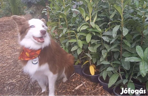 Babérmeggy, leyland ciprus, gránátalma, pekándió, kivi, datolyaszilva,