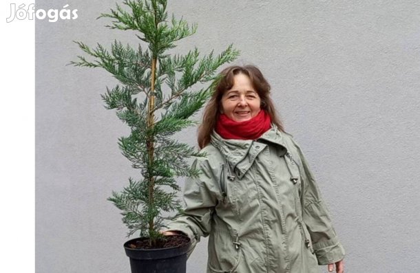 Babérmeggy, leyland ciprus, pekándió, kivi, gránátalma, selyemmirtusz