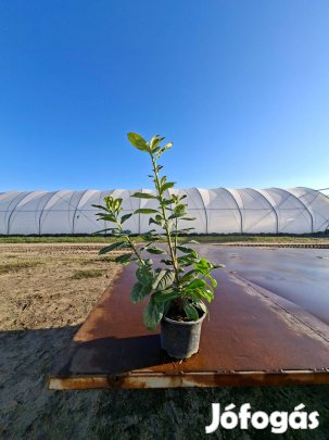 Babérmeggy eladó
