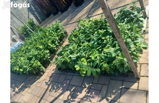 Babérmeggy és magastörzsű rózsa Akció! Házhoz Is!!!