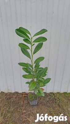 Babérmeggy kont eladó