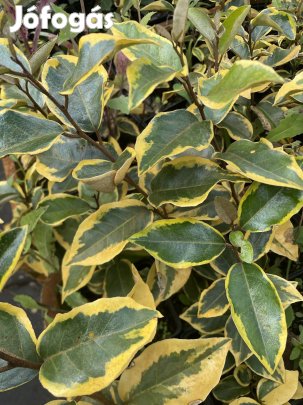 Babérmeggy korallberkenye leylandii  szaporitóanyag