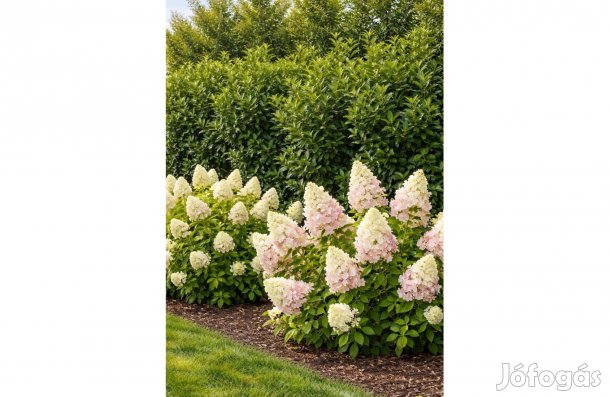Babérmeggy sövény + hortenzia csomag
