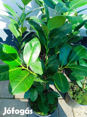 Babérmeggy tövek eladók! Örökzöld sövénynövény!