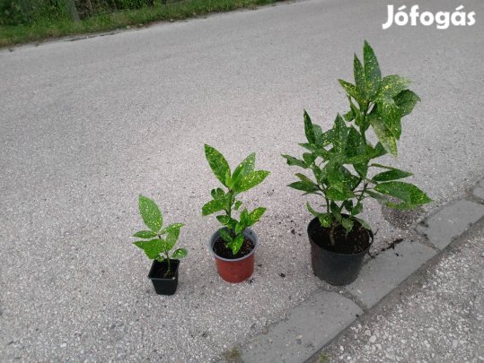 Babérsom eladó Akció 3900 Ft ! Kisebb is van !