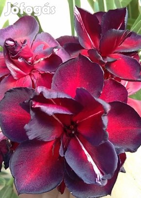 Babi gyémántja növény eladó