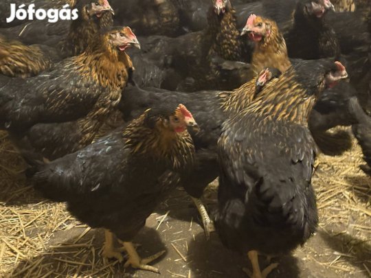 Bábolnai Harco Jérce eladó