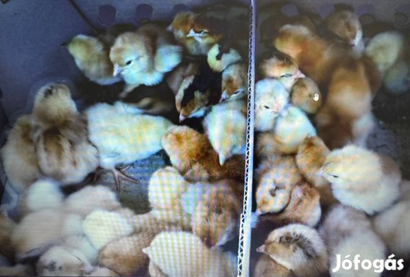 Bábolnai naposcsibe megrendelhető