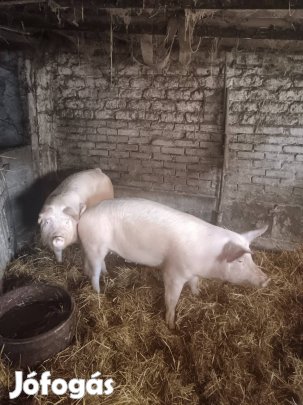 Bács-Kiskun Kiskunmajsa 