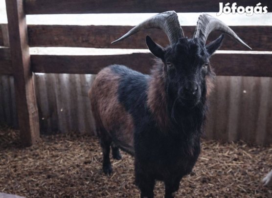 Bak kecske eladó, 20 e Ft