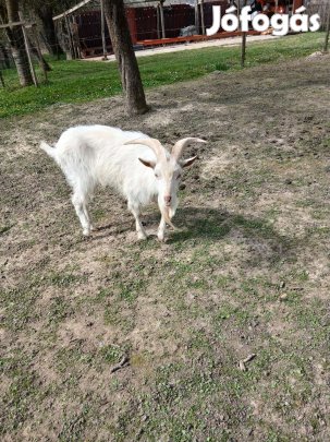 Bak kecske eladó vagy cserélhető