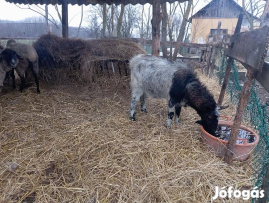 Bak kecske eladóó