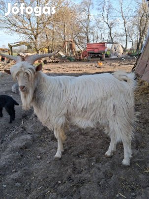 Bak kecske költözne