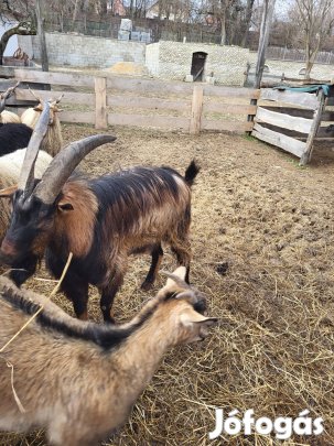 Bak kecske sürgősen eladó.