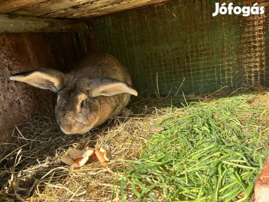 Bak nyúl eladó 