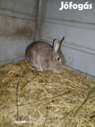 Bak nyúlak költöznének 