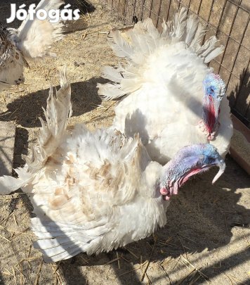 Bak pulyka eladó 
