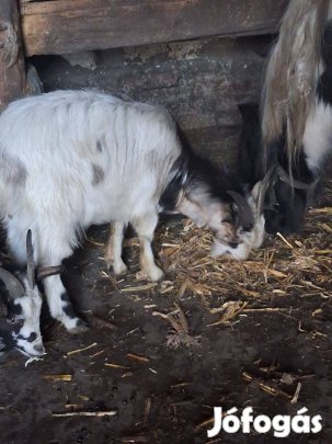 Bakk kecske eladó!
