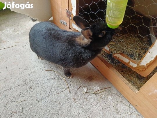 Baknyúl ingyen vihető